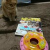 ねこのきもち3月号