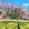 愛知尾張一宮駅周辺の桜３カ所を見てきました