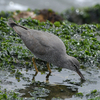 また、近くの県へ鳥を見に行った日記。（２０２１　０５１２）その５。