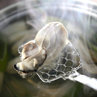 【魚屋さん推奨】牡蠣は家で「牡蠣しゃぶ」にするとぷりっぷりになって二度ウマい