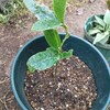 2代目　トキワレンゲ