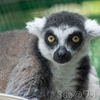 個体紹介　ボブ（智光山公園こども動物園）