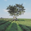 茶畑の丘に囲まれたカフェ  Choui Fong Tea Farm