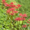 秋の植物園 Ⅴ