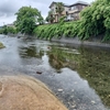 【入間川アユ釣り情報】アユの夏、到来！きょう、31日午前中の入間川