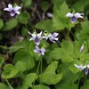 山吹の咲きたる野辺のつぼすみれ･･･巻第8-1444