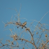 シロハラチャビタキ Marico Flycatcher