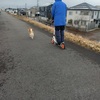 愛犬ダンの散歩中