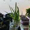 窓辺で冬越し栽培＊カタツムリの冬眠