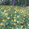 土岳頂上の花