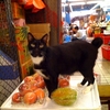 香港市場（いちば）で「猫」禁止令が発令！？猫、失業？