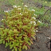 ハマボッスの花と葉