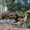 鞍馬山は空っぽになった