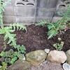 ホスタ植栽予定地とヒューケラドルチェの観察、茎が短いクリスマスローズ。