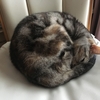 サッカーを見る猫