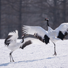 2019年3月3日の鳥撮り(2/3)-鶴居村(1/2)