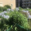 Agapanthus