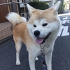 122. 赤虎毛の蘭と赤毛の暖吉　　朝の散歩とシャンプー 