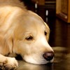 知らなきゃ危険！犬に食べさせてはいけないものまとめ