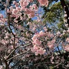 やっと春が来たというのに、困ったことが・・