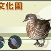 井の頭自然文化園の特設展示「鳥々色々」