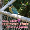 【ハネムーン旅行記】コスタリカでリゾート珍道中《クリカンチャで野鳥観察編》