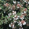 Abelia