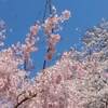 雨引観音 あじさい 池 あじさい祭りと水中華 ２０２２年 期間は？