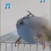 テンション高めのセキセイインコ