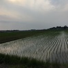 田園風景とはこのこと！私の実家を紹介します♪