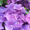  紫陽花