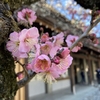 三嶋大社の梅と早咲き桜