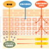 ビタミンC誘導体化粧水　APPS　アプレシエ高配合を選ぼう！