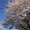 桜満開（勝負の花道）