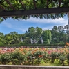 神代植物公園のバラ（その２）