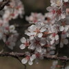 ユスラウメの花が満開です。花言葉は「郷愁」「輝き」   