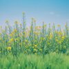 菜の花を食べてはいけないって本当？食べられない種類や食べ方・食べる部分について