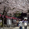 三嶋大社「満開の桜」(2017.04.12)