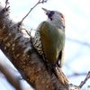 日本　谷汲緑地公園のアオゲラ