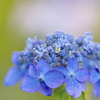 コアジサシのプロポーズなど＆紫陽花の思い出。