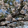 桜綺麗ですね！