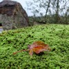 雨降りは 苔がよろこんでいるようです。