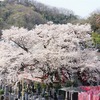 2024/04/02 桜めぐり 吉祥寺/明大前/高尾/府中/東府中/新宿/高円寺