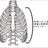 脇腹が痛いは整形外科？内科？