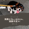 【愛犬おしっこ臭】消臭スプレーだけじゃ、消臭不足？！