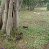 【台北】大安森林公園