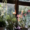 「佐久の季節便り」、窓辺の鉢花に、朝日が差し込んで…。