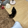 走るんだ！ニナちゃん！！！