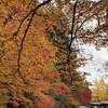 城址公園の紅葉