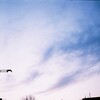 リペア後のZorki 3、Elmar 5cm、fujicolor100